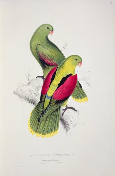 Purpurflügeliger Sittich von Edward Lear